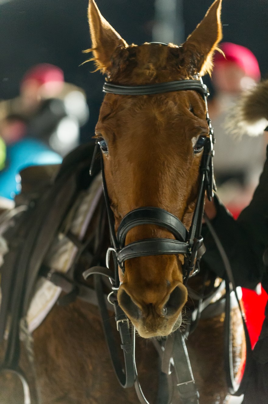 andyparantpolophotopolomagazinepolotourpolofrancepolomastersfrenchpolotournament 4